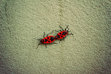 escarabajos, naturaleza, primavera, rojo, errores, apareamiento, insectos