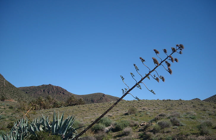 agave, flor da agave, planta, Isleta del moro, reservado (a), Mediterrâneo, Espanha