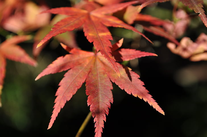 caída, Roux, hojas de otoño, naturaleza, follaje, caliente, paisaje otoño