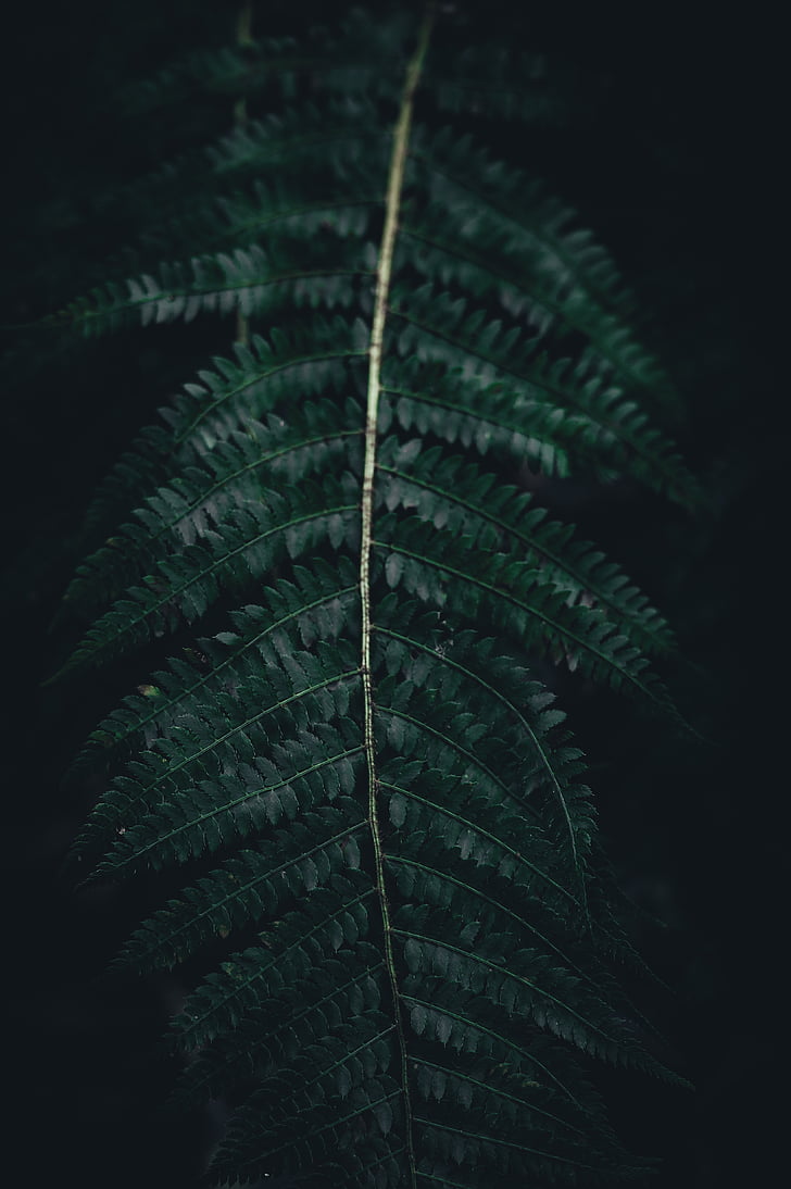 fern, green, leaf, plant, dark, nature, no people