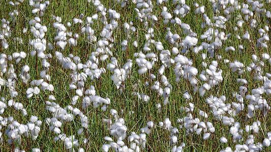 Wollgras, Cyperaceae, die Halde Beschlagnahme, Schweden