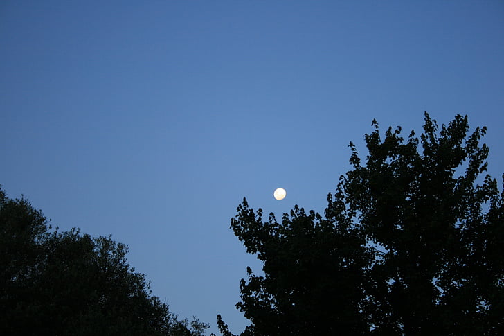 blue sky, moon in the day, rising moon, dark trees, nature, silhouetted trees