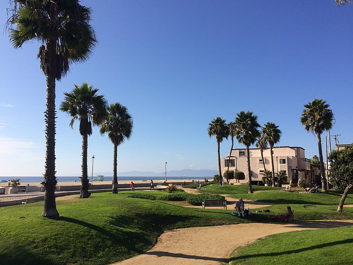 Californië, strand, palmen, landschap, hermosa beach, Los angeles, palmboom