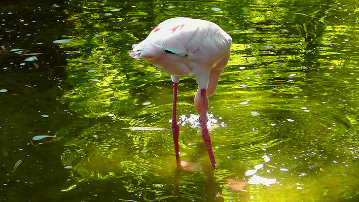 Flamingo, burung, merah muda, hewan, burung air, dunia hewan, pertulangan menyirip
