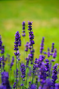 lavender, flowers, flower, purple, violet, plant, blooming lavender