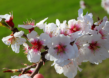 almond blossom, bunga, alam, almond, Blossom, pemandangan, kacang