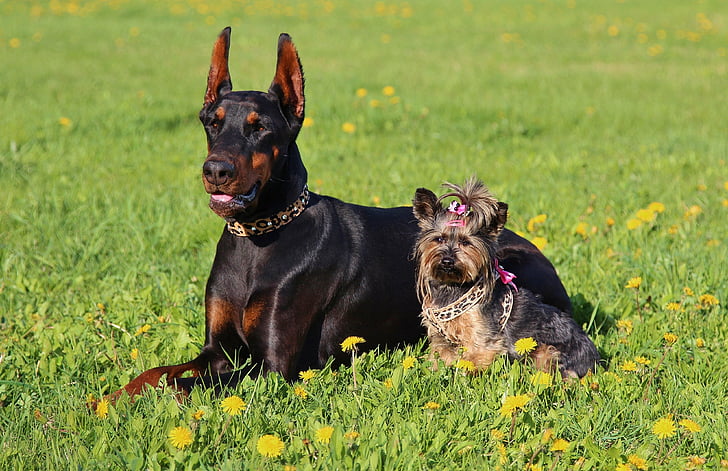 Doberman, Yorkshire terrier, perros, campo, amistad, perro, animales de compañía