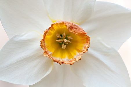 Narcisse, jonquille, fleur, macro, pétale, nature, gros plan