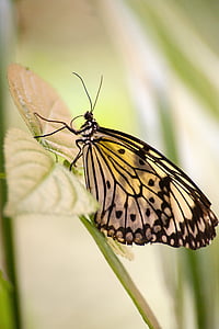 motýl, exotické, Tropical, hmyz, Motýlí dům, exot, křídlo