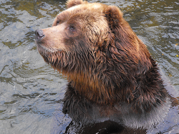 beruang, hewan, kebun binatang, beruang, Riga