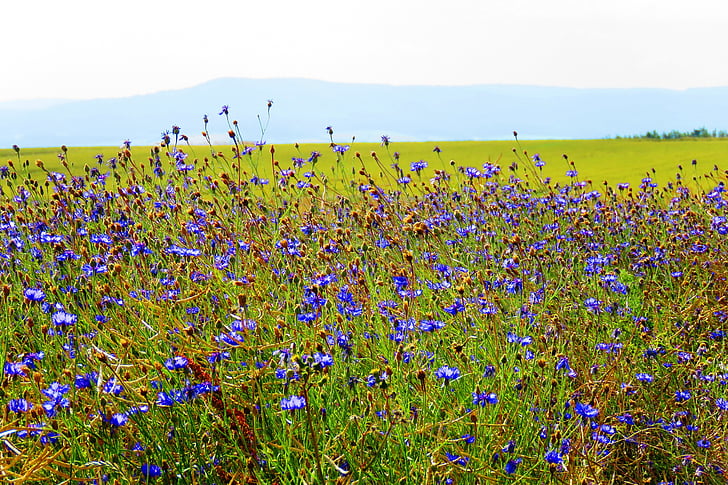 cornflower, blue, summer, field flowers, cornfield, field, cereals