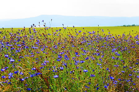 plavica, modra, poletje, področju cvetje, koruzno polje, polje, žita