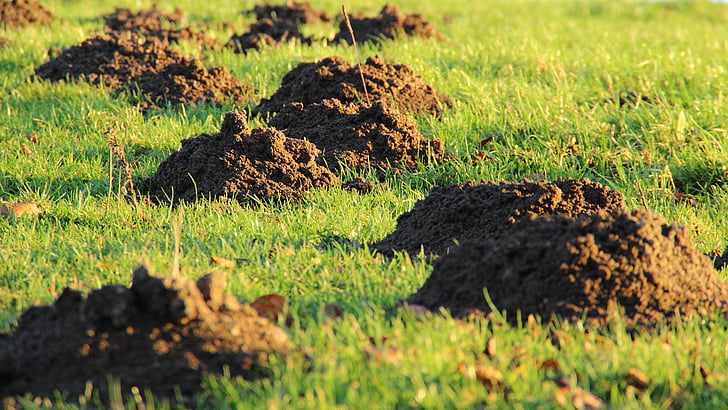 Lukk, Foto, gravde, gresset, molehill, muldvarp, jorden