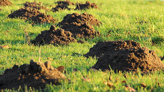 close, photo, dug, grass, Molehill, Mole, Earth