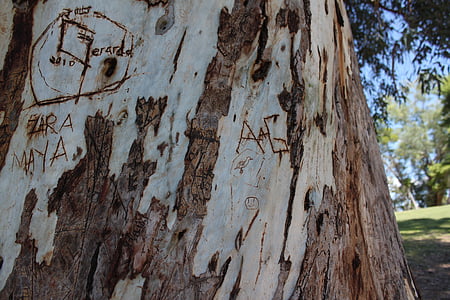 trunk, carving, vandalism, texture, bark, park, nature