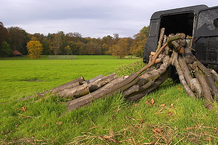 cây gốc cây, gỗ, xe jeep, công viên, vẫn còn sống