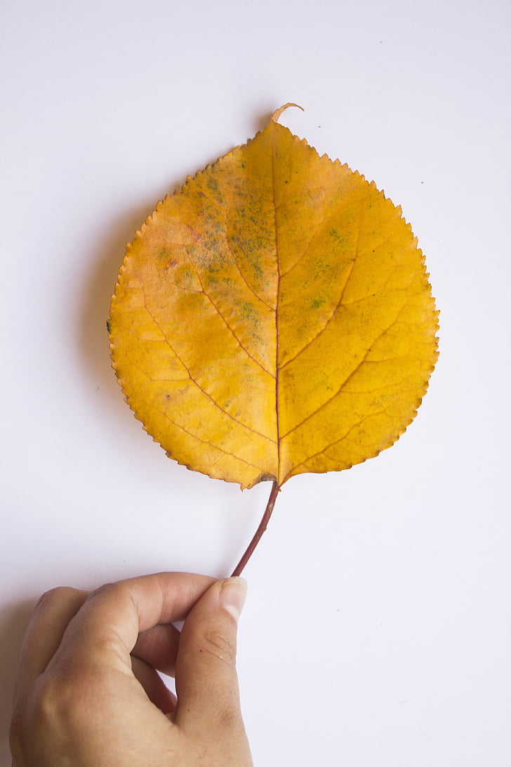 Leaf, jeseň, farby, žltá