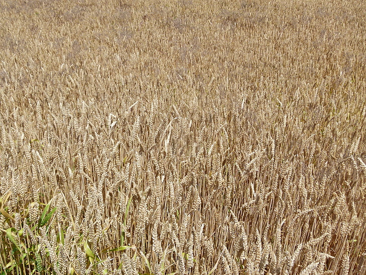 ферми, Пшениця, зерна, Сільське господарство, поле, жнива, кадрування