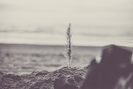 beach, black-and-white, close-up, dawn, feather, island, landscape