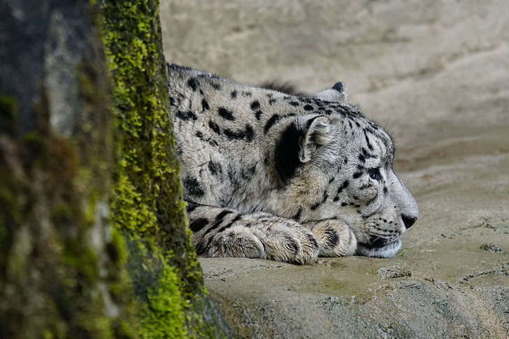 Snow leopard, uśpione, drapieżnik, Carnivore, zwierząt, dzikich zwierząt, nieudomowione Cat