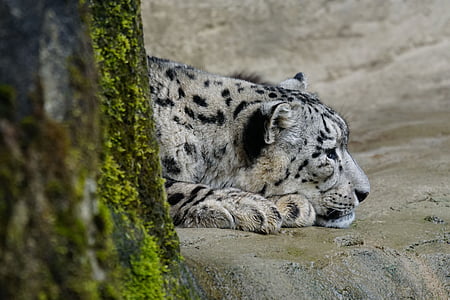 sne leopard, hvilende, Predator, kødædende, dyr, Wildlife, utæmmet kat