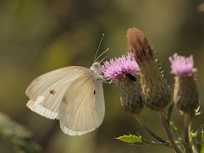 λευκό, πεταλούδα, έντομο, το καλοκαίρι, γαϊδουράγκαθο, φύση, Πεταλούδες
