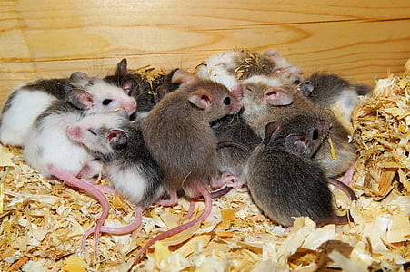 Vielzitzenmäuse, Mäuse, niedlich, Nagetiere, Gesellschaft, in der Nähe, Nest