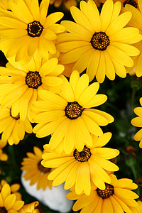 Tabitha, Příroda, rostliny, květiny, žlutý květ