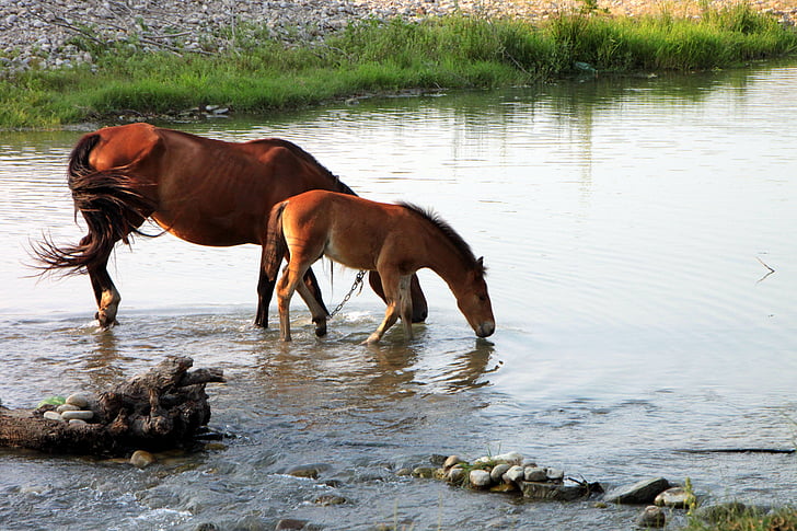 horses, drink, water, colt, foal, field, summer