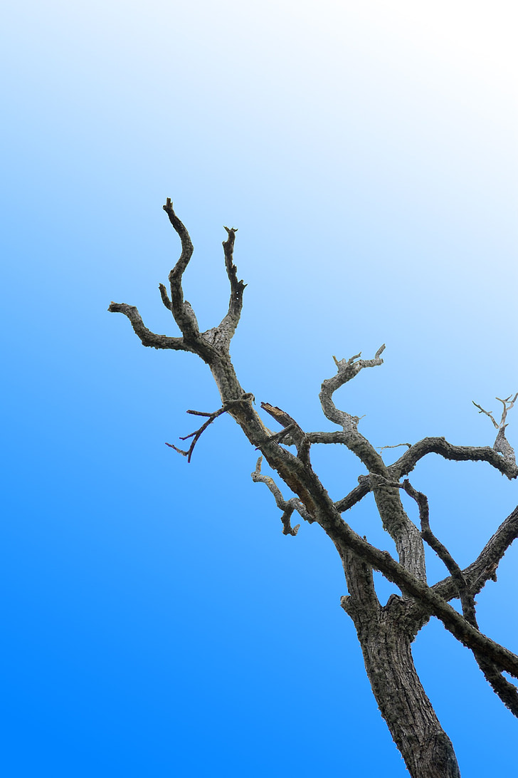 arbre solitaire, branche séchée, ciel bleu, Clear sky, arbre, écorce, Sri lanka