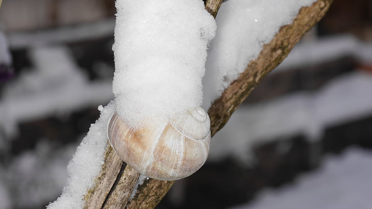 snow, shell, snail tree, nature, wintry