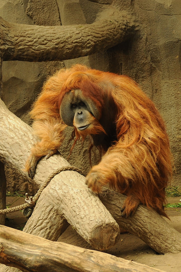 Orang utan, ogród zoologiczny, zwierząt, małpa
