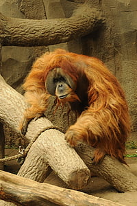 Orangutan flamencs, zoològic, animal, mico