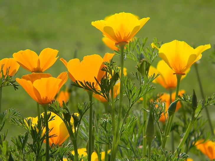 ポピー, ワイルドフラワー, カリフォルニア州, オレンジ, 明るい, 日当たりの良い, 花