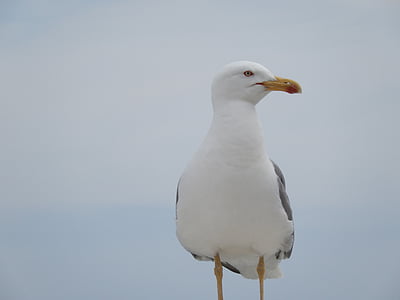 sea gull, bird, seagull, gull, fly, wing, seabird