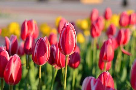 tulipes, vermell, macro, colors vius, natura, close-up, Turquia