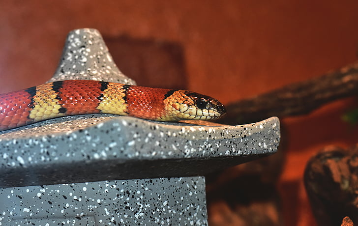 King snake, slange, stribede, rød, sort, farverige, opmærksomhed