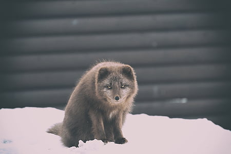 棕色, 狐狸, 白色, 雪, 覆盖, 地面, 冬天