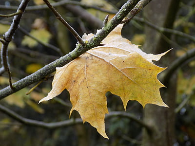 maple, leaf, yellow, frost, autumn, nature, season