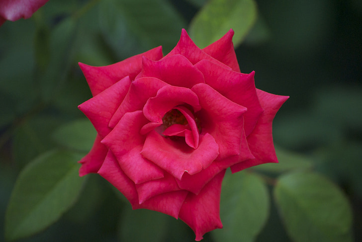 levantou-se, rosa vermelha, flor, natureza