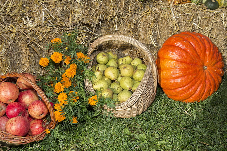 Pateicība, augļi, festivāls, dārzeņi, rudens, lauksaimniecība, ražas