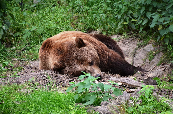 medveď, Forest, eko-park, Güstrow, voľne žijúcich živočíchov, zviera, cicavec