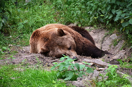 urso, floresta, Eco-Parque, Güstrow, vida selvagem, animal, mamífero