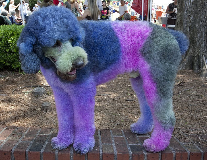 poodle, tingido, cão, casaco, azul, desfile, diversão
