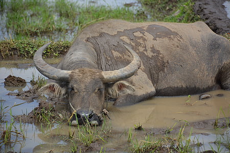 Buffalo, cánh đồng lúa, Indonesia, Châu á, Việt nam, sừng, một trong những động vật