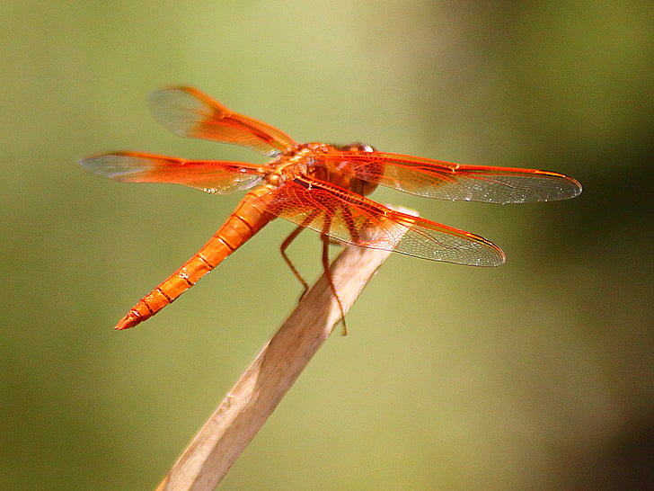 Dragonfly, damselfly, putukate, loodus