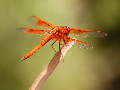 Dragonfly, löhöilyyn, hyönteinen, Luonto