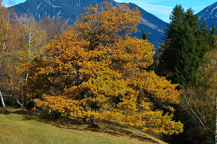 beech, tree, forest, mountains