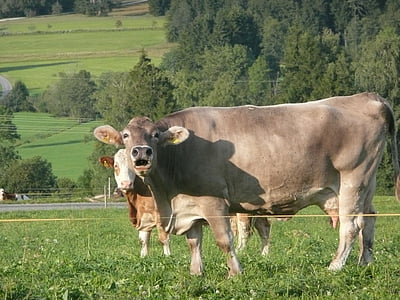 bovini da latte, Muhend, vitello, pascolo