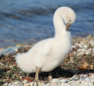 Cisne joven, Blanco, pájaro del agua, schwimmvogel, fotografía de vida silvestre, Cygnet, pájaro